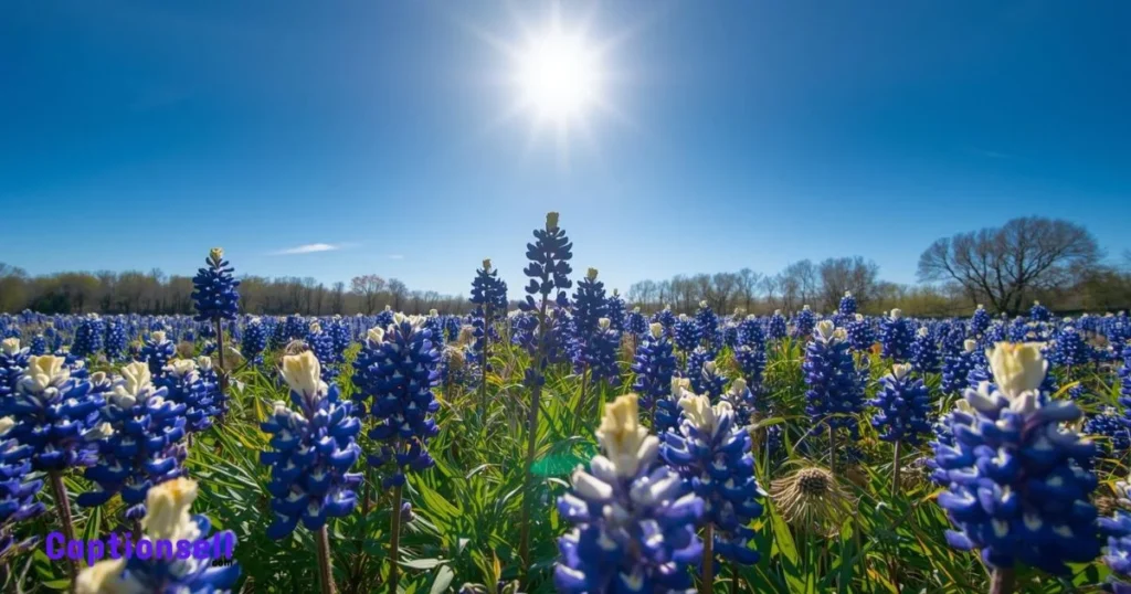 223+ Texas Caption for Instagram That Bring Lone Star Laughs