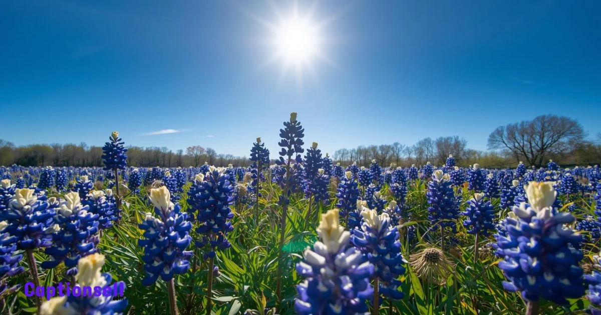 Texas Caption For Instagram