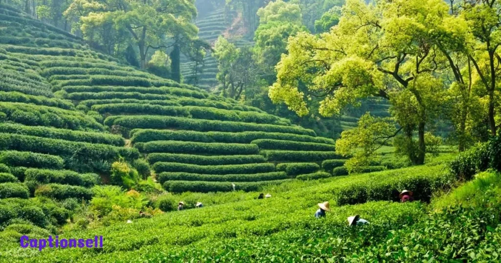 Tea Photography Captions