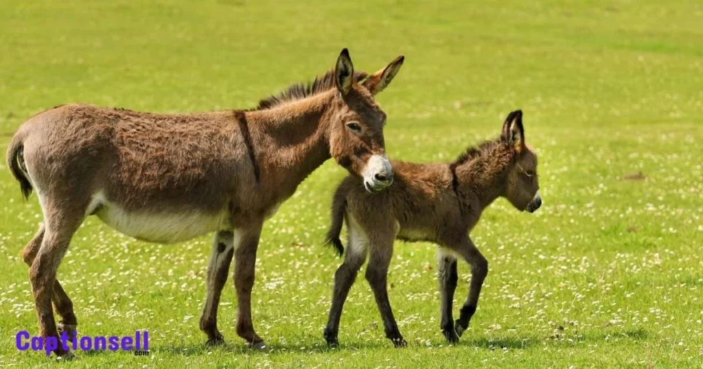 Baby Donkey Captions