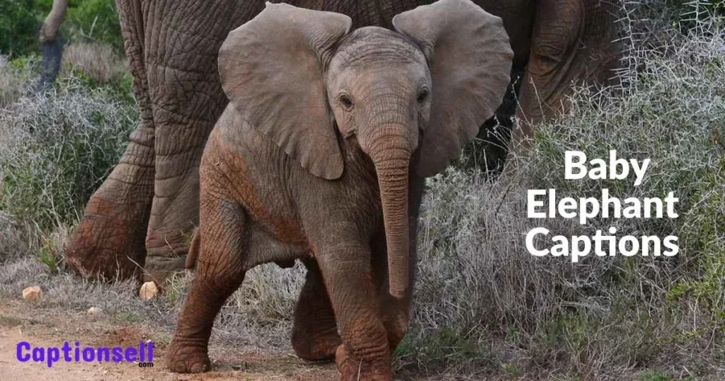 Baby Elephant Captions