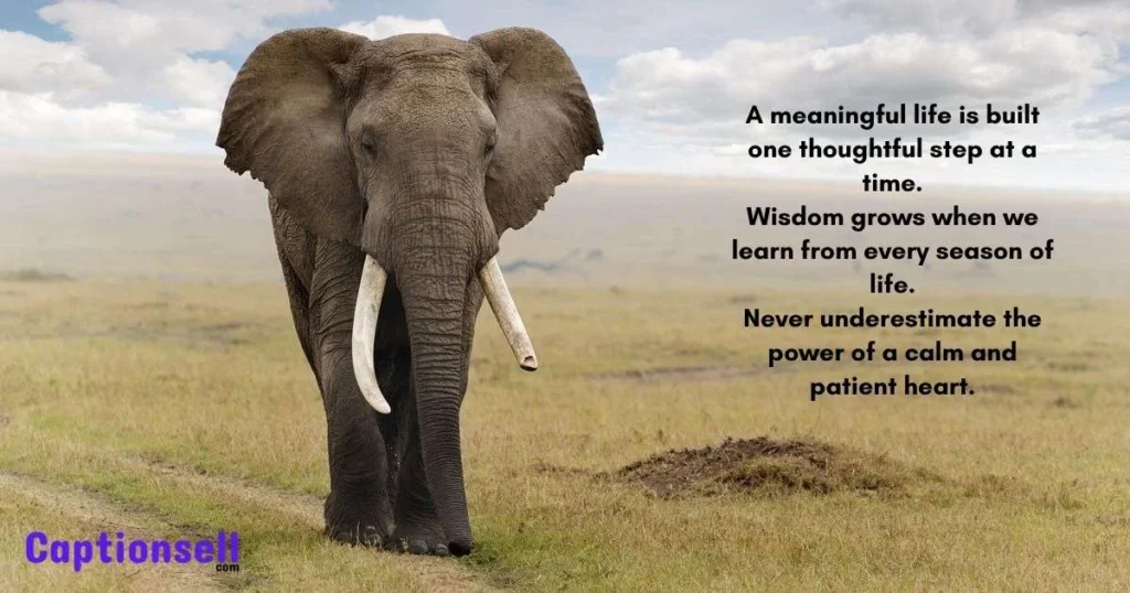 Wise Elephant Quotes
